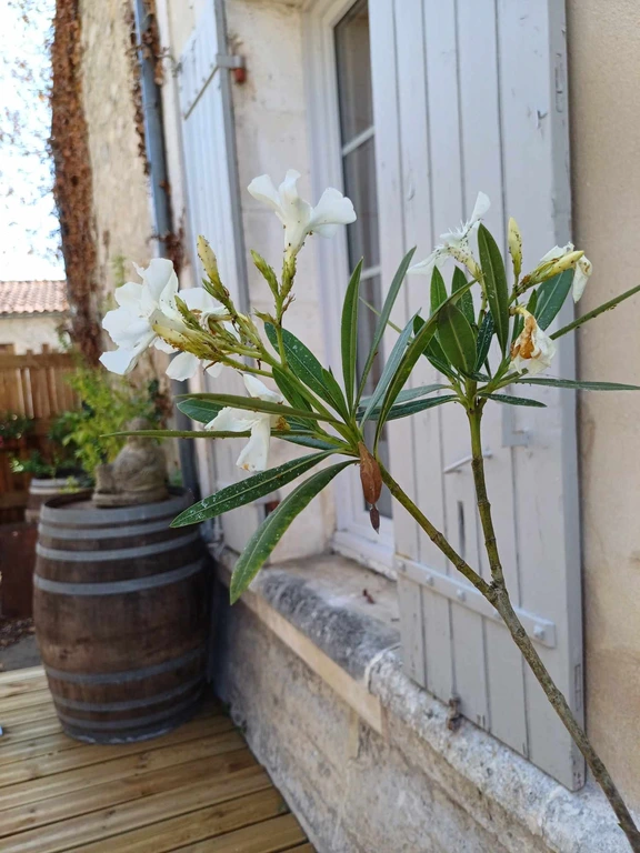 39_hotel_camping_gite_montpon_menesterol_libourne_lac_de_gurson_libourne_saint_emilion_montpon_menesterol_gite_bergerac_location_vacances_dordogne_piscine_privee_dordogne_2_4_personnes